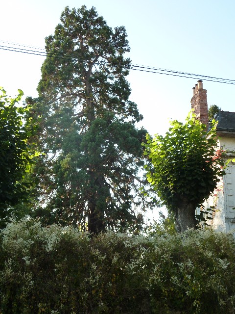 Séquoia géant à Cheffes rue du Port