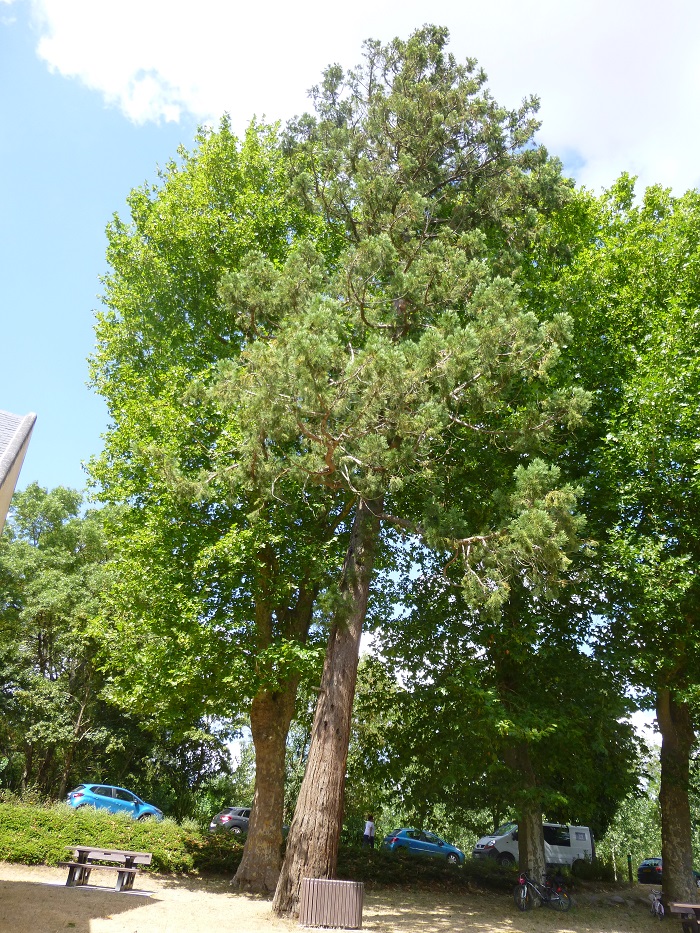 Séquoia géant à Cheffes sur Sarthe