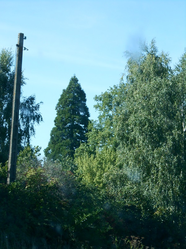 Séquoia géant à Chérré