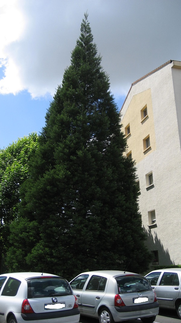 Séquoia géant à Cholet