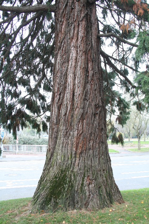 Séquoia géant au parc de Moine à Cholet