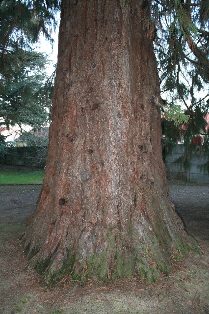Séquoia géant 33 avenue  Gustave Ferrié