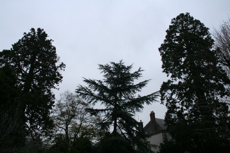 Séquoias géants à Cholet rue de  Tournerie