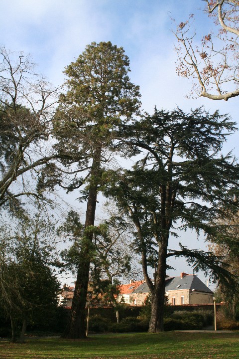 Séquoia géant et cèdre au parc Turpault