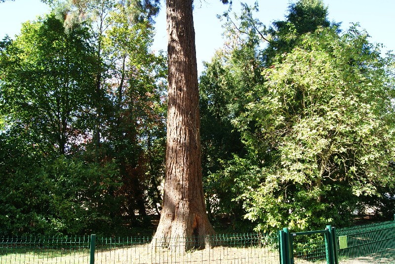 Séquoia géant à Clermont Créans