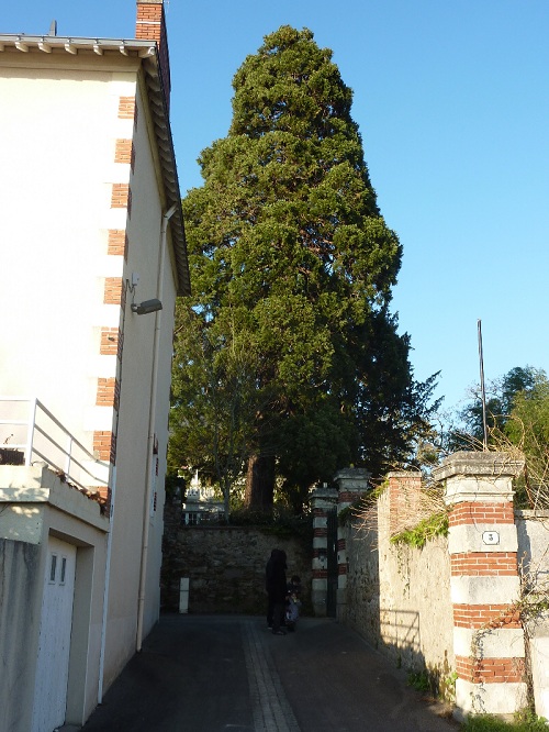 Séquoia géant à Couëron
