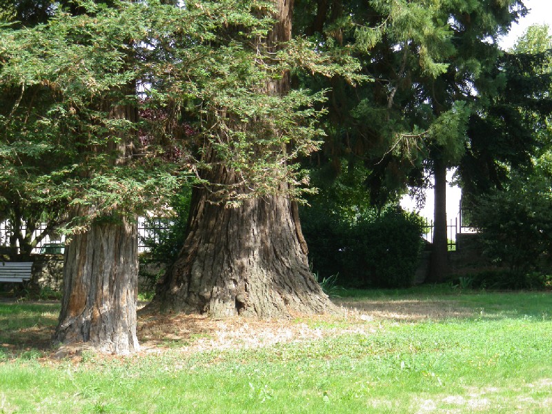 Séquoia géant et sempervirens