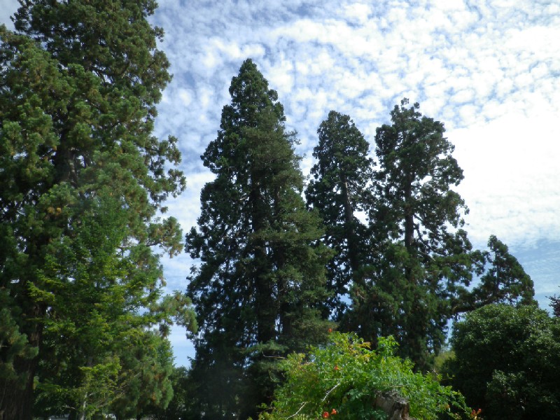 Séquoias géants à Doué la Fontaine
