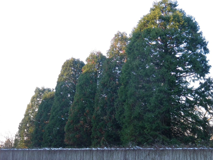 Séquoias géants avenue St Exupéry