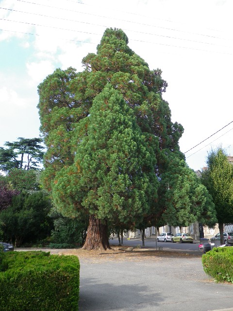 Séquoia géant à Doué la Fontaine