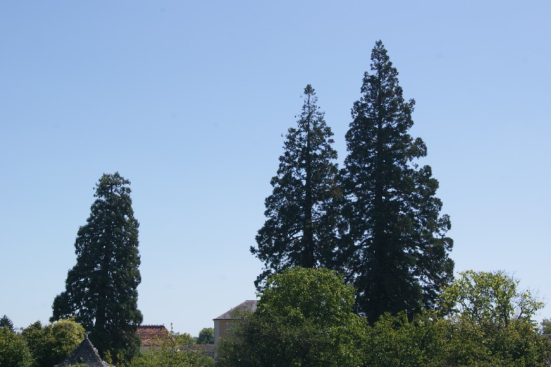 Séquoias géants à Ecommoy