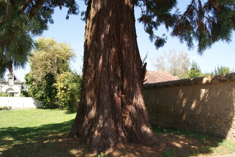 Séquoia géant de 5m60