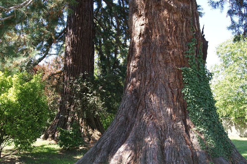 Séquoias géants de 8m40 et 7m45