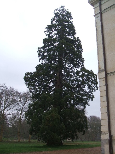 Séquoia géant au Château du Pont Boursault