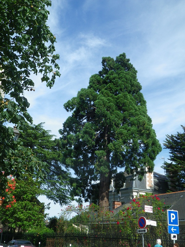 Séquoia géant à Feneu