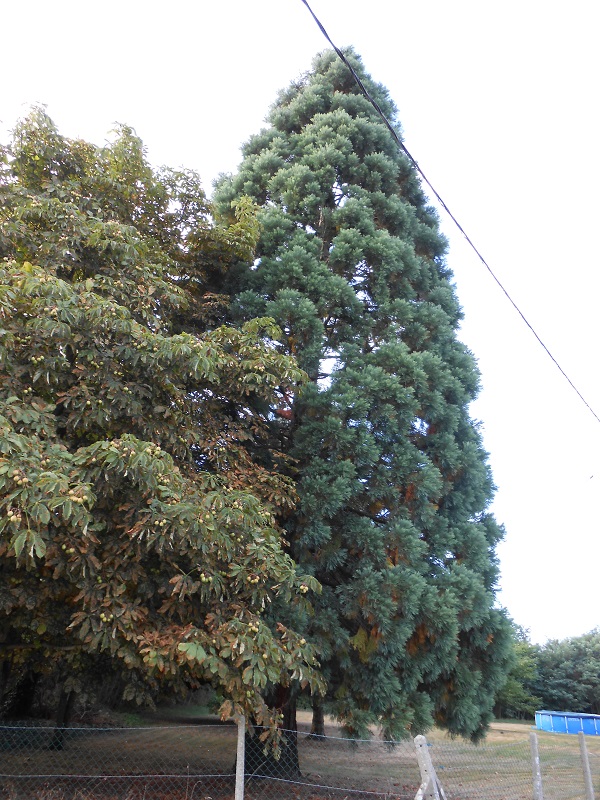Séquoia géant à Fillé sur Sarthe