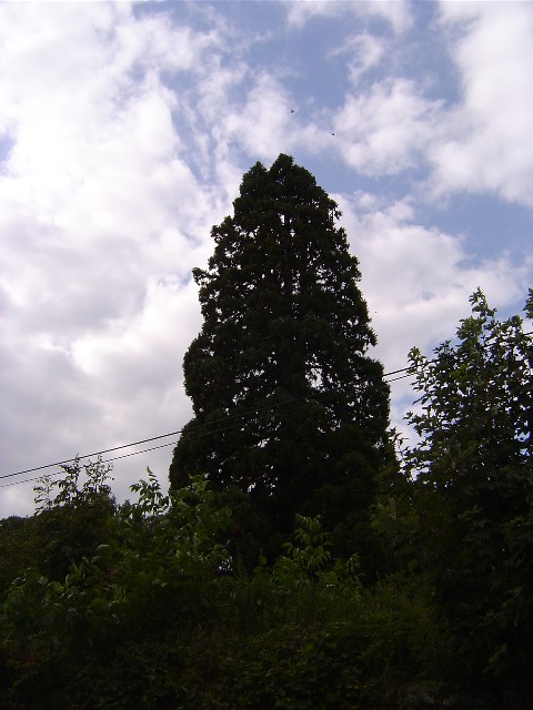 Séquoia géant à Fresnay sur Sarthe