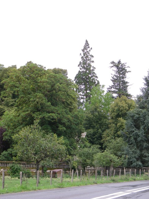 Séquoia géant à Gennes