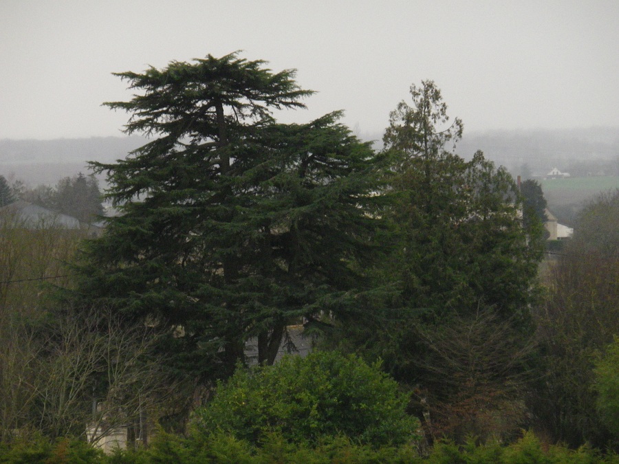 Séquoia géant à Grézillé