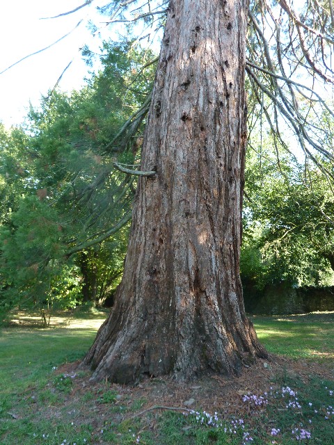 Séquoia géant de 6m08 de circonférence