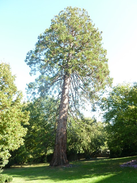 Séquoia géant à Grez Neuville