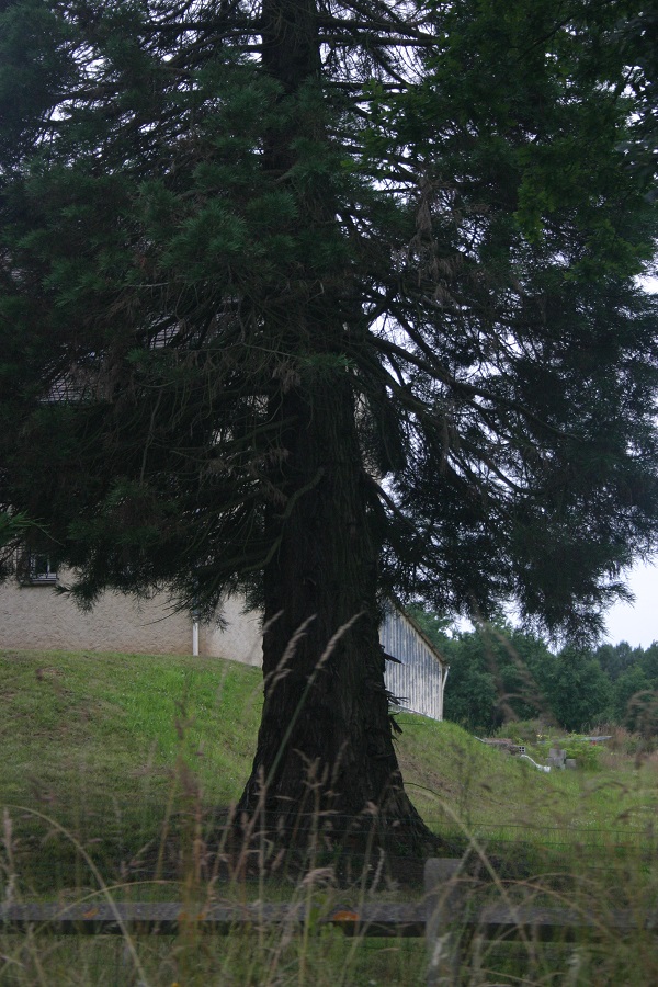 Séquoia géant à guécélard