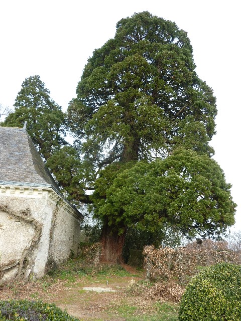 Séquoia géant au Château de Lucinière