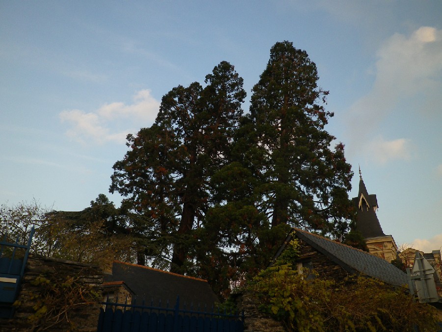 Séquoias géants à Juigné sur Loire