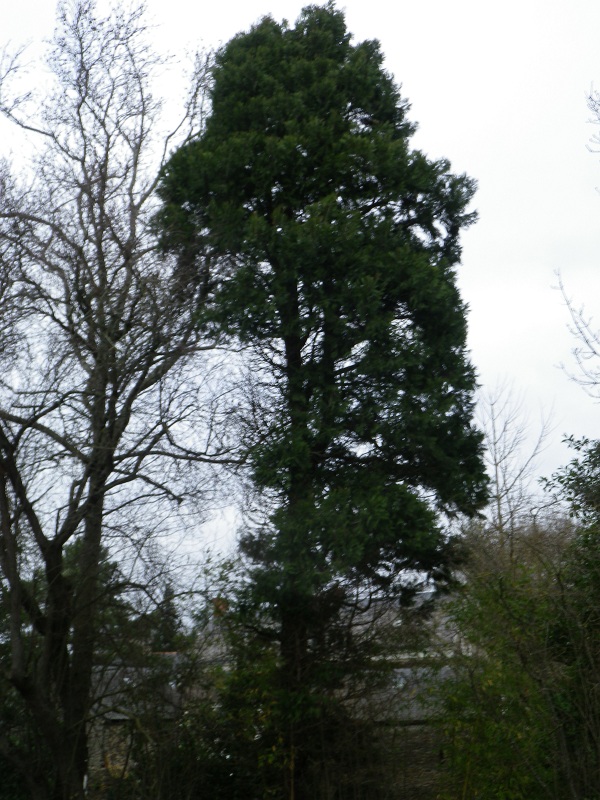Séquoia géant à Juigné sur Loire