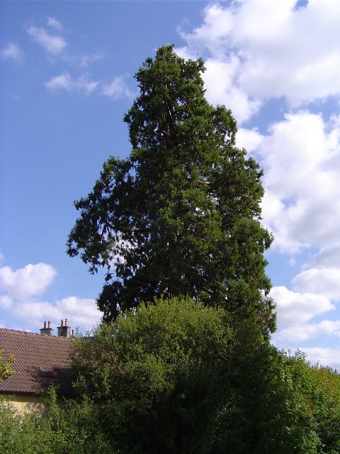 Séquoia géant au Château de l' Herbage