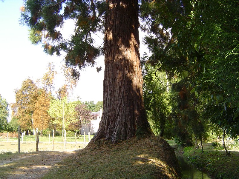 Séquoia géant au Château du Pont