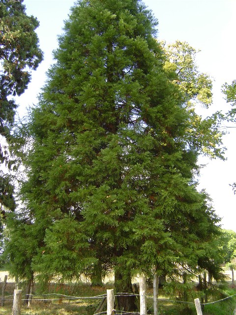 Jeune séquoia géant à Juillé