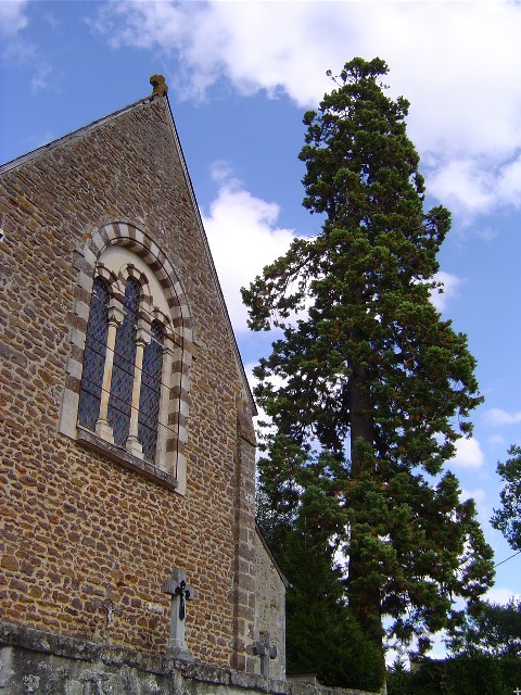 Séquoia géant à coté de l'église de Juillé