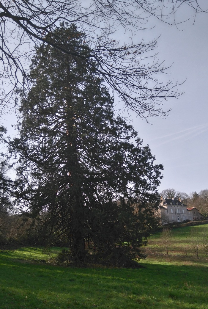 Séquoia géant 