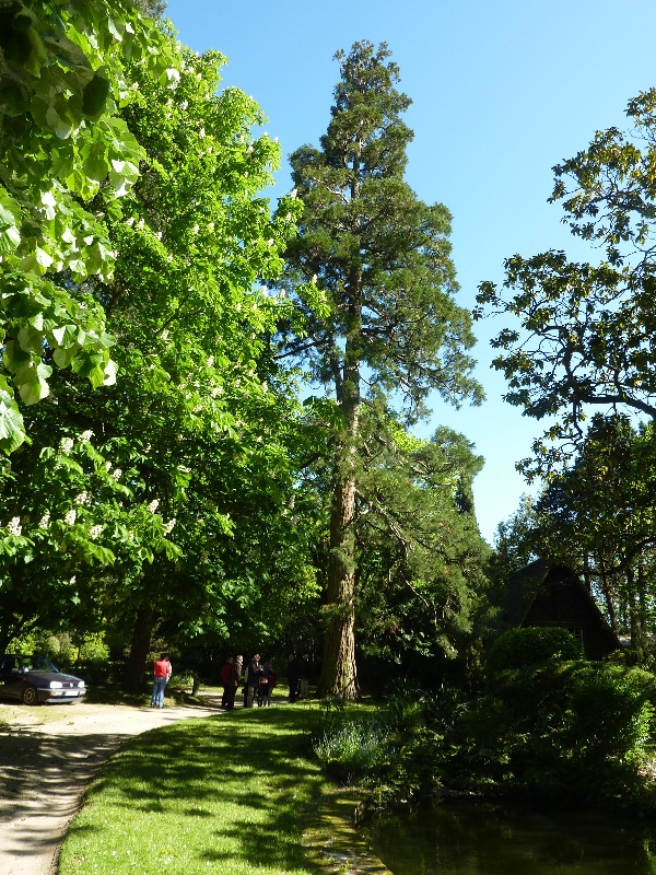 Séquoia géant 3m70