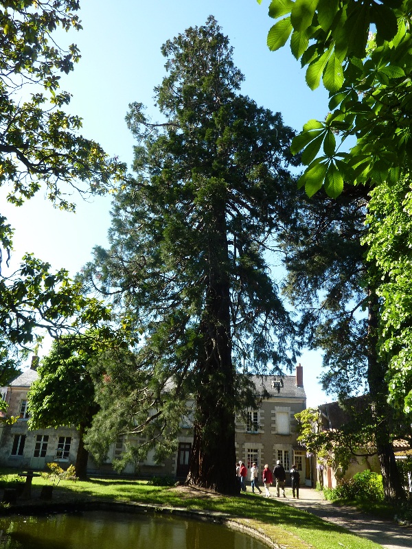 Séquoia géant 6m70