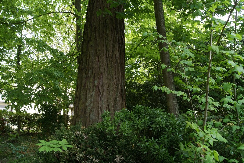 Séquoia géant à la Ferté Bernard