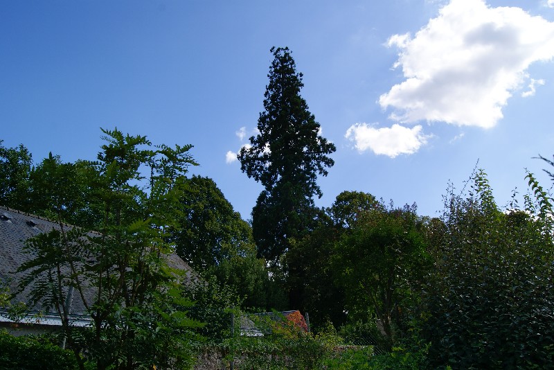 Séquoia géant à La Flèche rue des Capucins