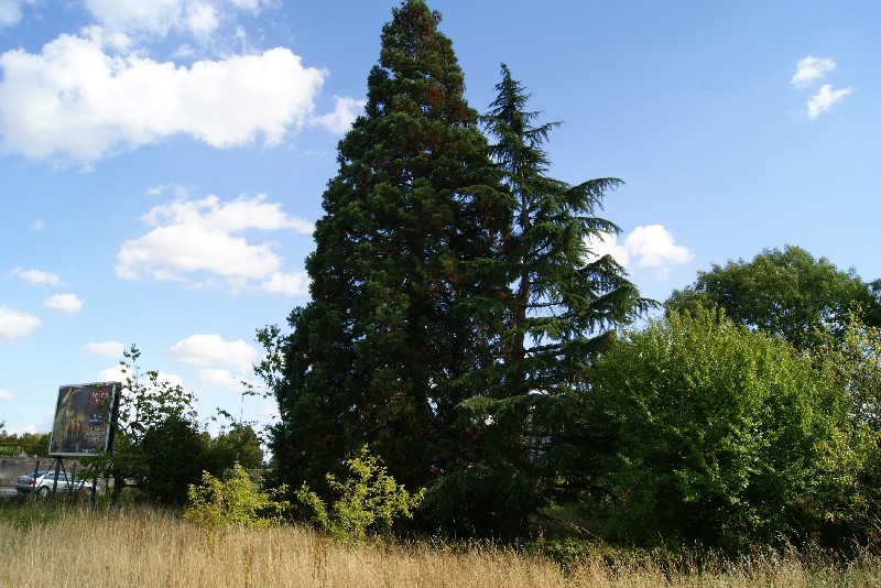 Séquoia géant à La Flèche