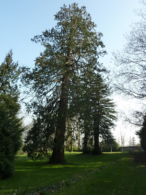 Séquoia géant au Château de la Flocellière