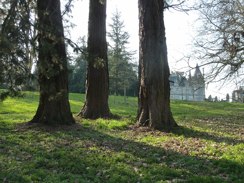 Séquoias géants à La Flocelière