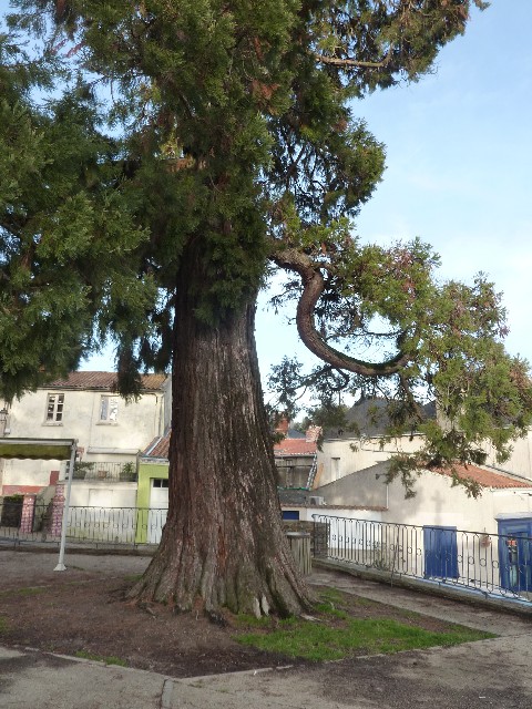 Séquoia géant sur la place de l'église, Le Cellier