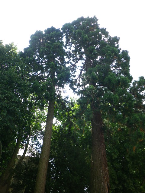Séquoias géants devant la mairie