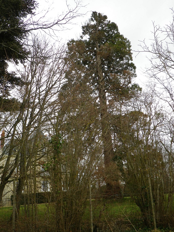 Séquoia géant Les Alleuds