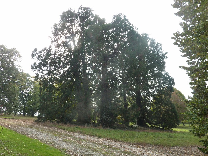Séquoias géants à Loiré