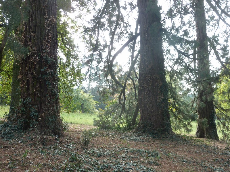 Séquoias géants à Loiré lieu-dit la Roche d'Iré
