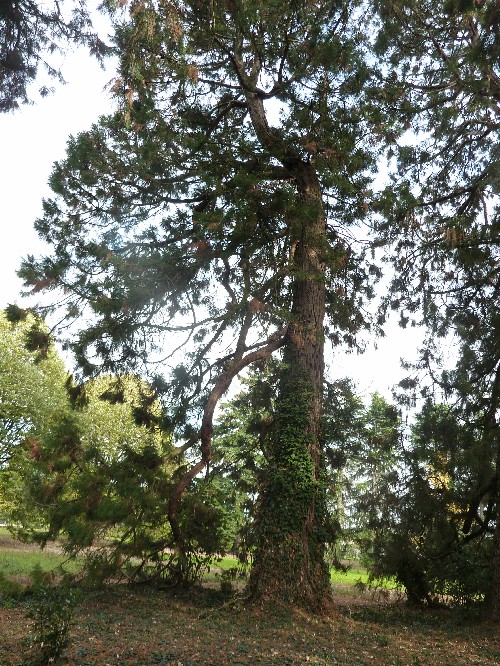 Séquoia géant courbé