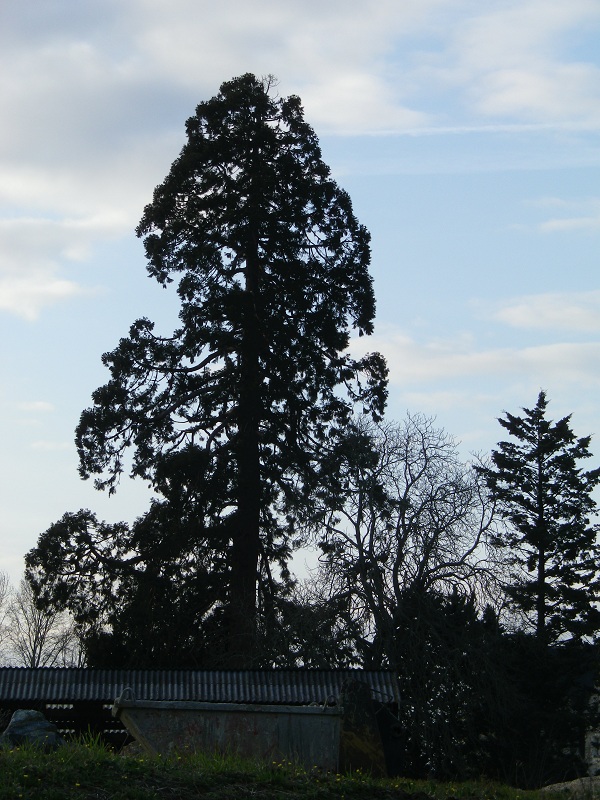 Séquoia géant à Luigné