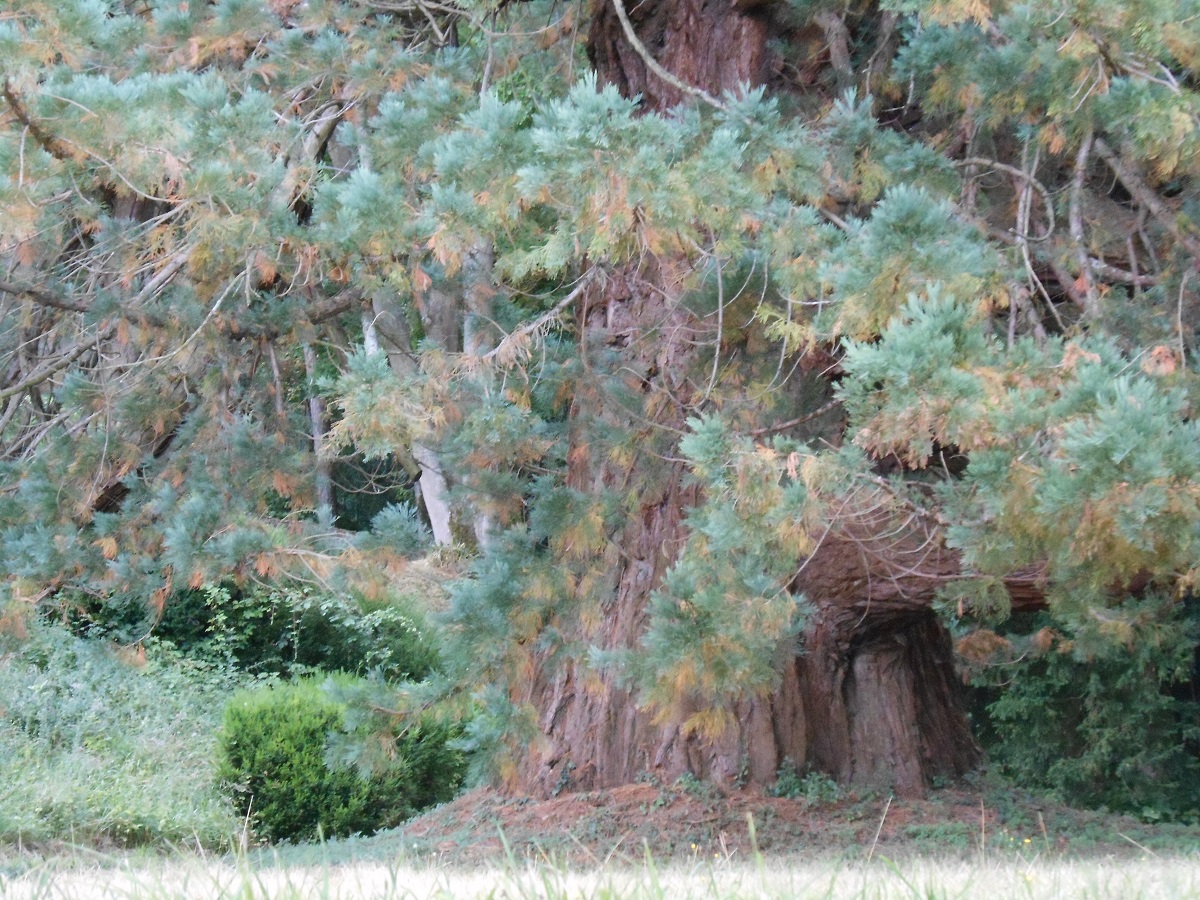 Séquoia géant à Marçon