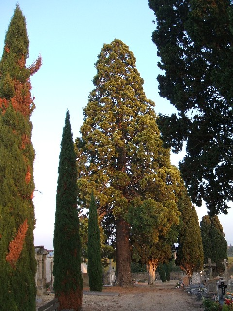 Séquoia géant au cimetière de Martigné Briand